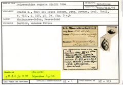 Karteikarte zum Holotyp von Polymorphina cognata Stache, 1864
